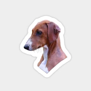 Azawakh Sighthound Adorable Puppy Dog Sticker